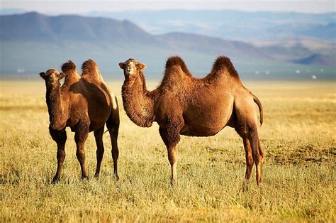 Where Do Camels Live? - WorldAtlas.com