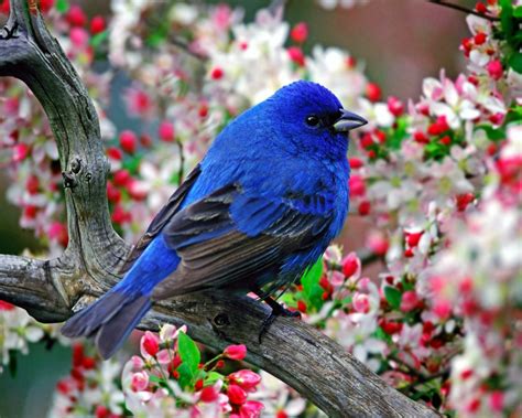 Beautiful Colorful Birds