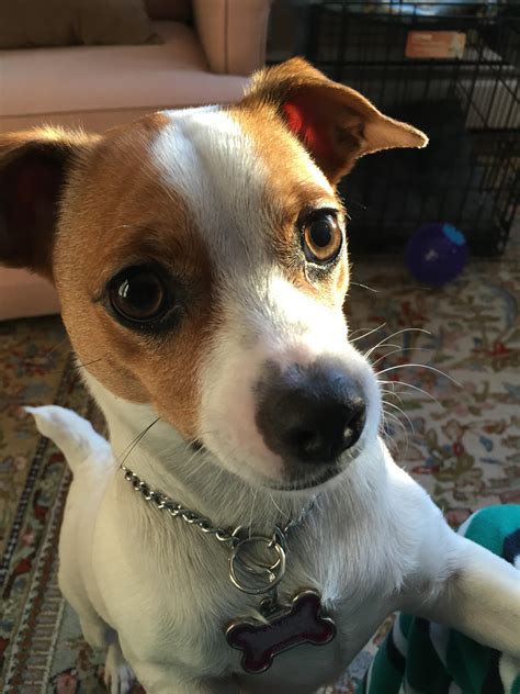 My Jack Russell Chihuahua Mix :)) : r/aww