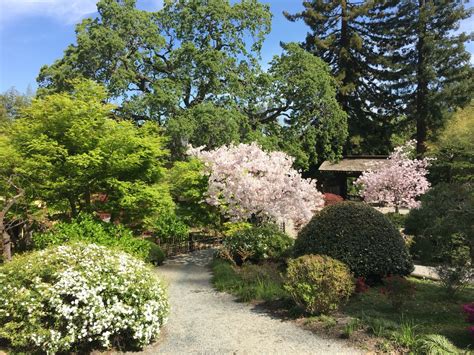 Cherry blossoms at Hakone Estate & Gardens. | Japanese garden, Estate garden, Cherry blossom