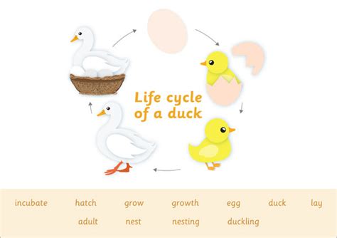 Early Learning Resources Life Cycle of a Duck Word Mat | Life cycles, Life cycles preschool ...