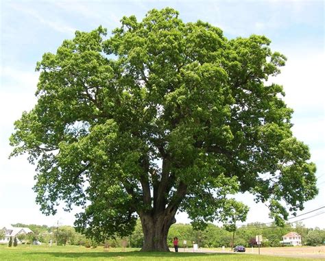 Unveiling Oak Trees: Nature's Beloved Giants