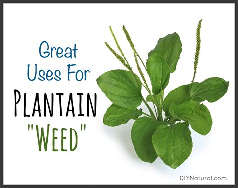 Using Plantain Weed for Skin Irritations and Even Food