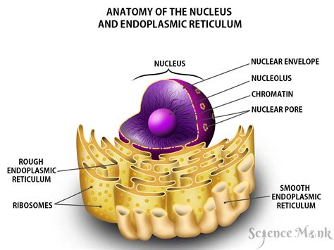 Endoplasmic Reticulum Is Best Described as