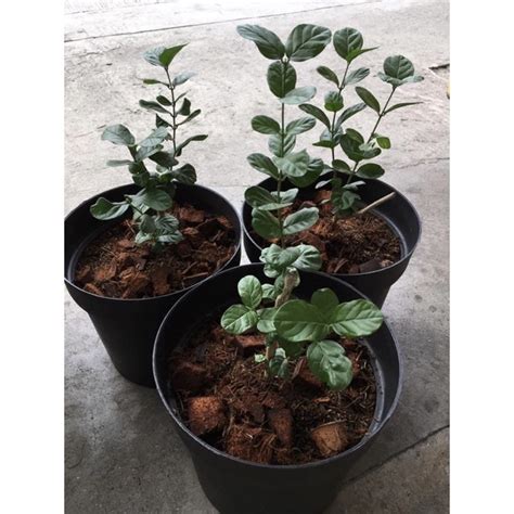 Grand Duke of Tuscany / Kampupot Sampaguita Jasmine Plants | Shopee Philippines