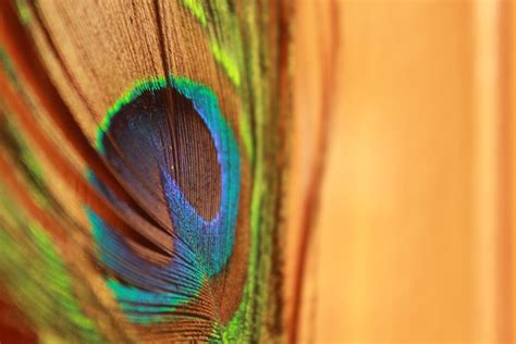 Close-Up Shot of Peacock Feathers · Free Stock Photo