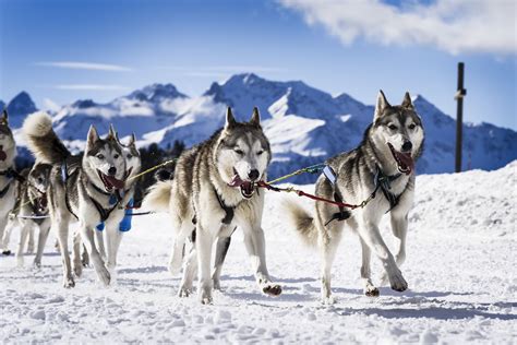 Sled Dog Breeds | The Smart Dog Guide