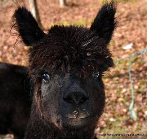 Tofu Photography: Cute black Alpacas in Hamilton Valley, Albury, NSW