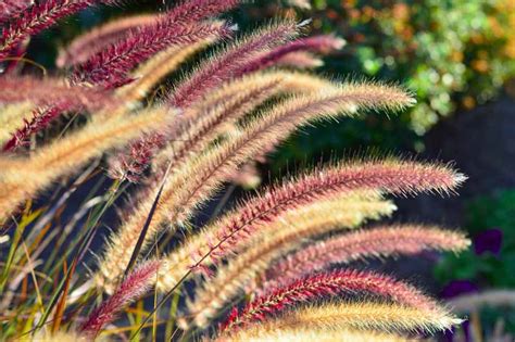 Tips for growing beautiful purple fountain grass