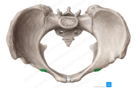 Iliopubic eminence of hip bone (#3383) – Kenhub Image License Store