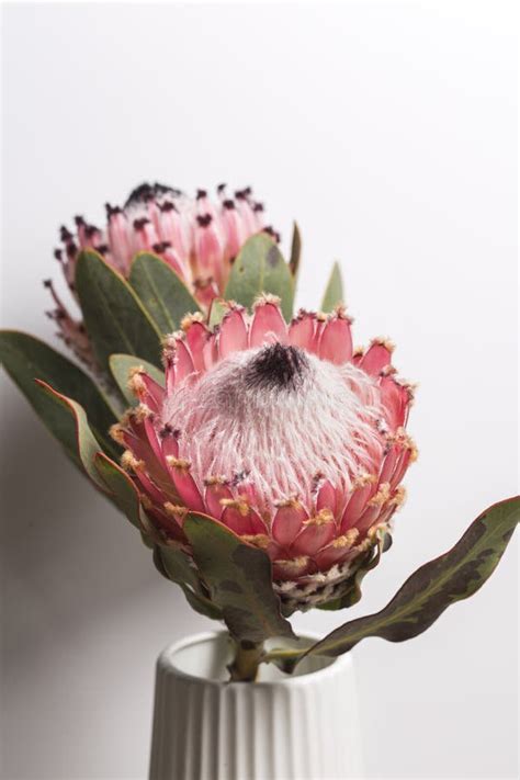 Pink King Protea Flower Bouquet Stock Image - Image of macro, detall: 159660647