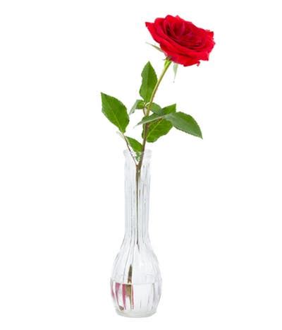 Send A Single Rose | Cheap Single Rose Delivery