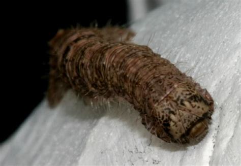 Lichen-camouflaged inchworm | The Backyard Arthropod Project