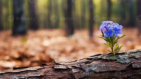 lonely blue flower forest peaceful landscape freedom scene beautiful nature wallpaper screen ...