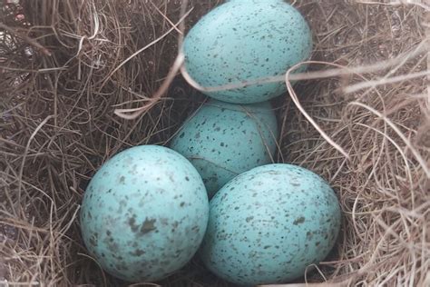 British Bird Egg Identification Chart | The Bird House