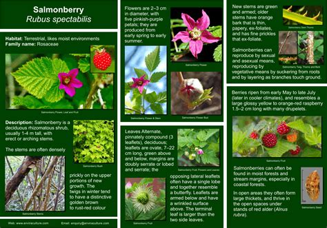 Salmonberry - Rubus spectabilis - Invasive Species Control