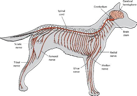 Parts of the Nervous System in Dogs - Dog Owners - Merck Veterinary Manual