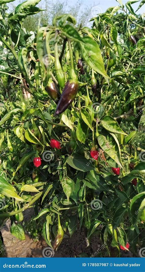 Plant of Green and Red Chilli Stock Image - Image of jungle, autumn: 178507987