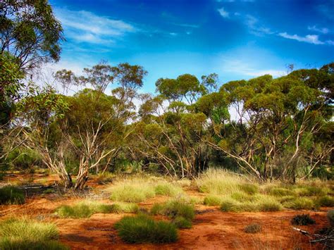 Australia trees, generic landscape - pc - 12019-Pixabay - Center for International Environmental Law