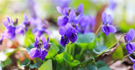 Cultivating Wild Violets: Foraging, Gardening, and Uses • Schisandra & Bergamot