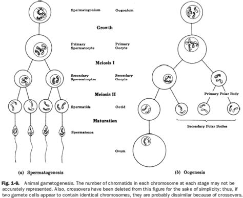 DEVELOPMENT OF ANIMALS, THE FORMATION OF GAMETES GAMETOGENESIS IN ANIMAL, FEMALE AND MALE SEX ...