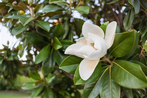 Southern Magnolia | Direct Native Plants - MD, DE, PA, VA