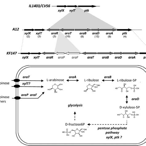 Comparison of the organization of genes involved in raffinose ...