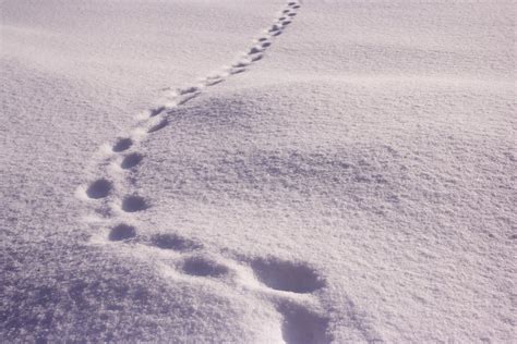 Footprints in the snow Free Photo Download | FreeImages