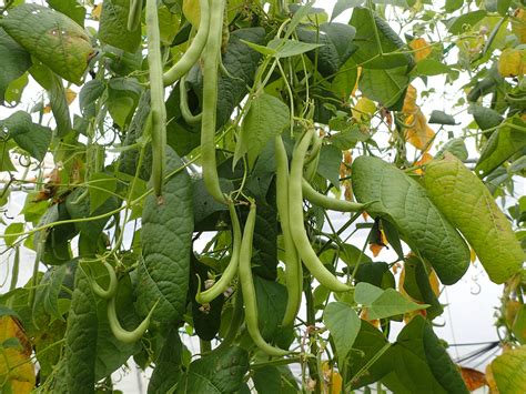 Plantez et cultivez de haricots dans votre jardin