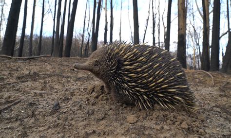 3 billion animals harmed by Australia’s fires | Stories | WWF