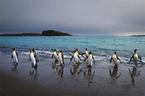 Wildlife of South Georgia Island [pics] - Matador Network