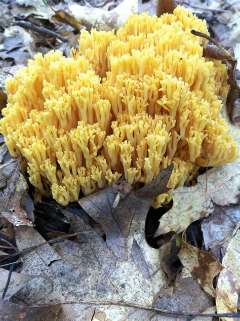 Crown Tipped Coral Mushrooms, Clavicorona Phyxidata