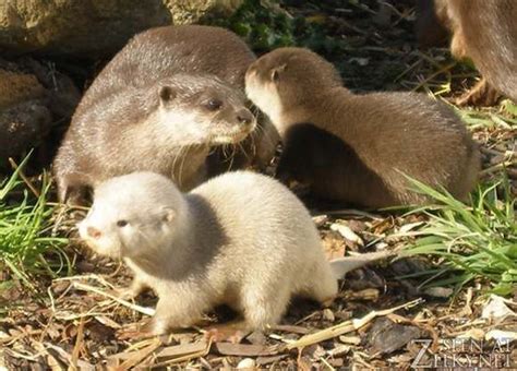 Albino Otter! | Albino animals, Otters cute, Animals