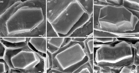 Calcium oxalate crystal morphology: Trends in Plant Science