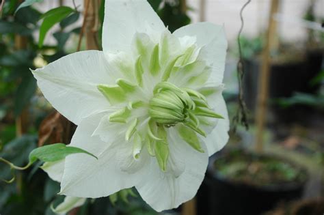 Clematis 'Alba Plena' | Clematis florida 'Alba Plena' | Clematis online kaufen