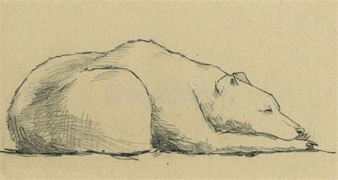 Sleeping bear. A relaxing bear - Artwork made with grey pencil on sepia ...