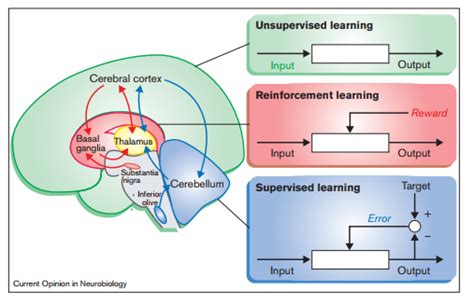 The basal ganglia, habits and the organizational survival