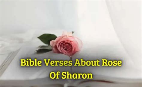 [Best] 14+Bible Verses About Rose Of Sharon - KJV Scripture