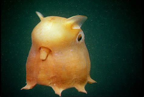 The EcoLog: Animals: The Dumbo Octopus