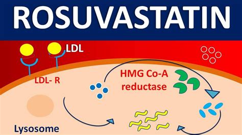 Rosuvastatin (crestor) - Mechanism, side effects, precautions & uses - YouTube