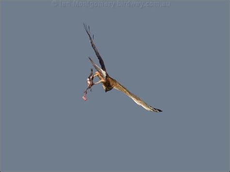 Swamp Harrier photo image 2 of 13 by Ian Montgomery at birdway.com.au