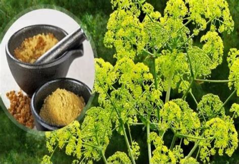 Asafoetida cultivation for first time in India, first plant cultivated in Himachal village ...