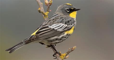 Yellow-rumped Warbler Range Map, All About Birds, Cornell Lab of ...