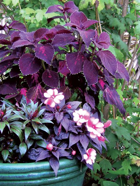 Plant some of these beauties for great garden color, even in shade ...