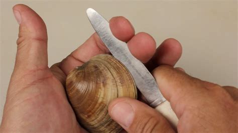 How to Open Clams - YouTube