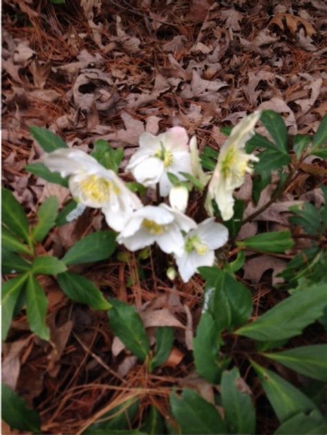 Christmas-rose-hellebore-niger - Vivian Lawry