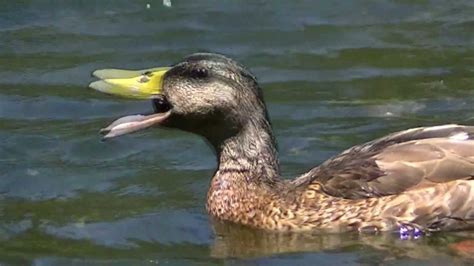 Duck Eating A Snail - YouTube