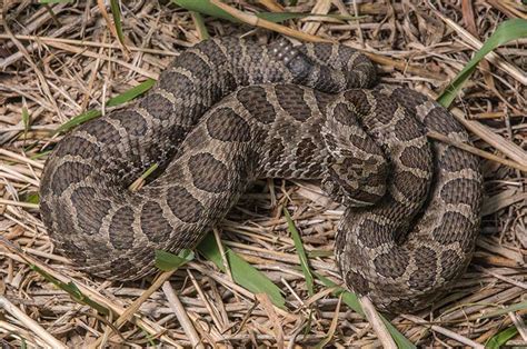 Western Massasauga Rattlesnake | LandPKS