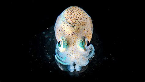 luminescent-bacteria-hawaiian-bobtail-squid-symbiosis_1600 - Futurity