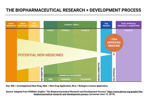 Stages Of Drug Development